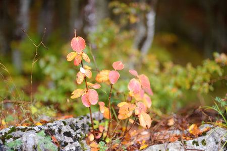 A small picturesque bush of yellow and red colors on the mountains of Lovcen National Park, Montenegro, on an autumn day. Details of the scenic nature in the Balkans.の写真素材