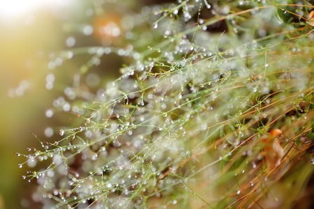 Morning dew drops is on the grass in mountain on autumn day. Details of picturesque natureの写真素材