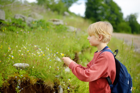 Blond preteen boy picks wild flowers during summer family hiking. Cute kid collects a bouquet for his mom. Little child explore nature. Mothers day conceptの写真素材