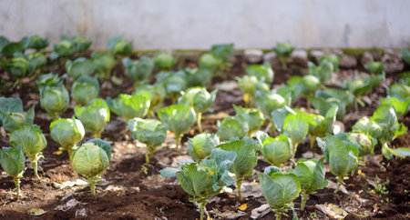 Organic cabbage plantation in the vegetable garden or farm field near village house. Growing cabbage in the open field. Small local agricultural business. Harvesting. Bannerの写真素材