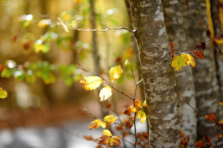 Autumn forest background. Blurred background for your text. Scenic view of the forest in Lovchen...