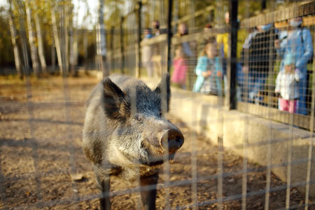 Wild boar is in an aviary on a livestock farm or in a zoo on a sunny autumn day. Families with children visit the zoo to observe wild animals. Treatment and restoration of animal population in nature.の写真素材