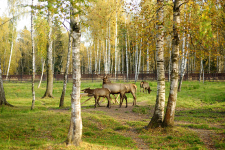 Wild moose are in spacious enclosure on livestock farm or in zoo on sunny autumn day. Restoration of the number of population of endangered animal species in nature.の写真素材