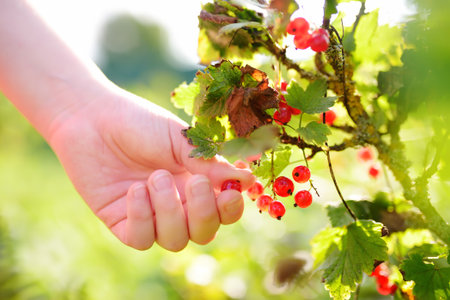 A child picking up red currant in the garden on a sunny summer day. Kids hand is stretching and...