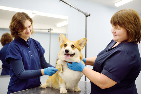 Two female groomers take care of the fur of a cute corgi dog using special combs and tools. Appointment at the veterinary clinic. Professional pet care. Dog grooming service.の写真素材