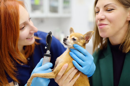 Veterinarian doctor checks eyesight of a small dog of the breed Chihuahua in a veterinary clinic. Pet checkup, tests and vaccination in vet office. Owner brought his pet to the doctor for examinationの写真素材