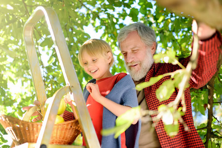 Preteen boy with his grandfather picking apples in orchard in summer. Harvesting in the domestic...
