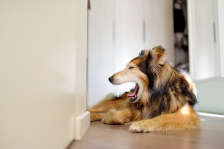 A large, fluffy mixed breed dog yawns and falls asleep lies in a modern, bright apartmentの写真素材
