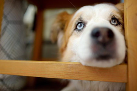 Large fluffy mixed breed dog lies by the refrigerator in a bright modern kitchen and waiting for...