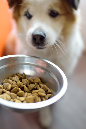 Hungry fluffy mixed breed dog waiting for morning feeding in the light kitchen. Dog sniffing tasty dry canine foodの写真素材
