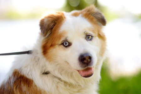 Vertical portrait of a large fluffy mixed breed dog. Beautiful obedient dog with a collar with an address tag and on a leash during a walk with his ownerの写真素材