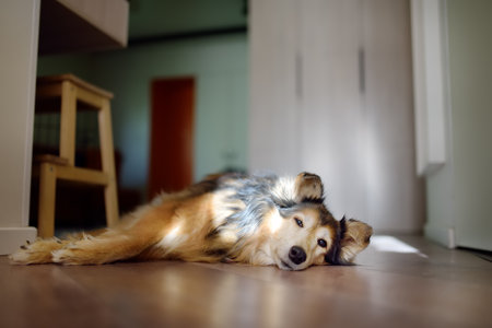 A large, fluffy mixed breed dog lies in a modern, bright apartment, waiting to be fed or relaxingの写真素材