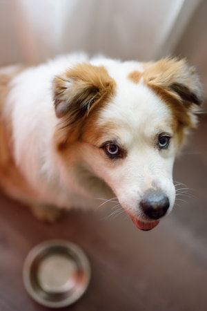 Hungry fluffy mixed breed dog waiting for morning feeding in the light kitchen. The dog sits over an empty bowl and waits for tasty canine foodの写真素材