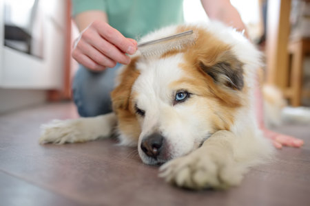 A careful owner young man is combing fur of big dog on floor at home. Dog care, dog sittingの写真素材