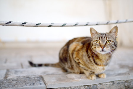 Wild cat on the streets of the Budva old town, Montenegro. Homeless animals.