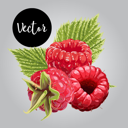 Vector Raspberry Illustrationのイラスト素材
