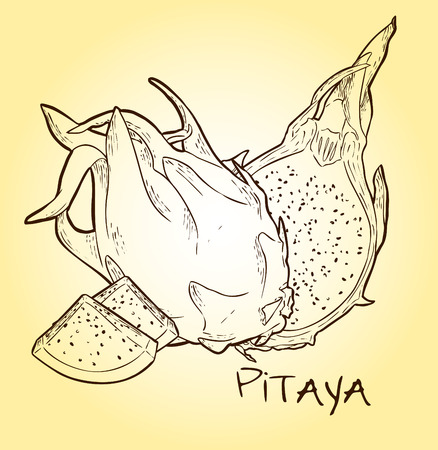 Vector Dragon Fruit Illustrationのイラスト素材