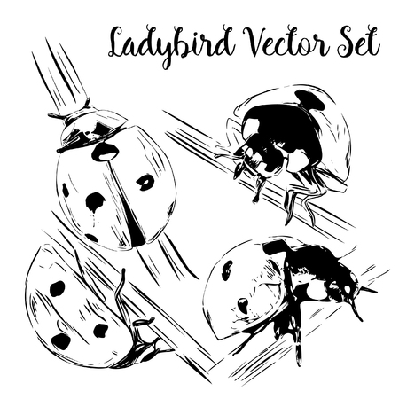 Vector Outline Ladybird Illustration Setのイラスト素材