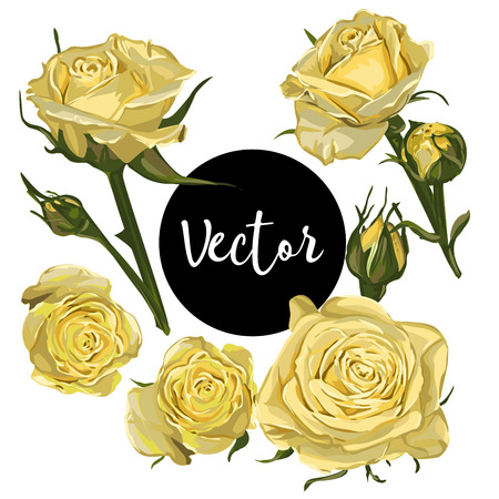 Vector Roses Illustration Setのイラスト素材