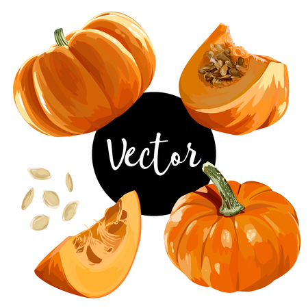 Vector Ripe Pumpkin Illustration Setのイラスト素材