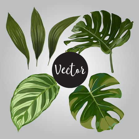 Seamless Vector Exotic Leaves Setのイラスト素材