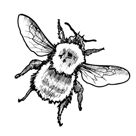 VectorHand Drawn Ink Bumblebee Sketch Illustrationのイラスト素材