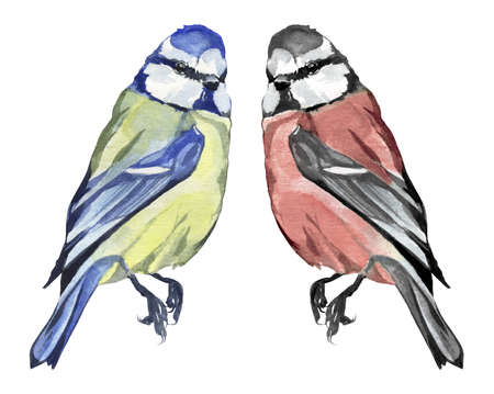 Watercolor Hand Drawn Eurasian Bird In Two Shades Illustration