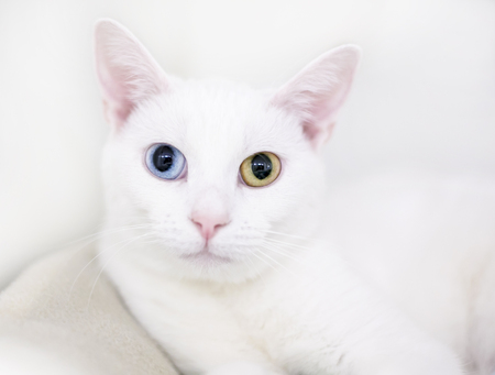 Portrait of a white cat with heterochromia, one blue eye and one yellow eyeの写真素材