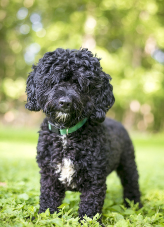Portrait of a black and white Poodle mixed breed dog outdoorsの写真素材