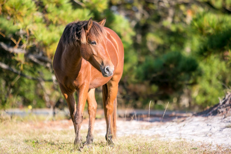 Wild Pony (Equus caballus) at Assateague Island National Seashore, Marylandの写真素材