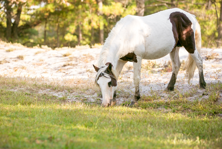 Wild Pony (Equus caballus) at Assateague Island National Seashore, Marylandの写真素材