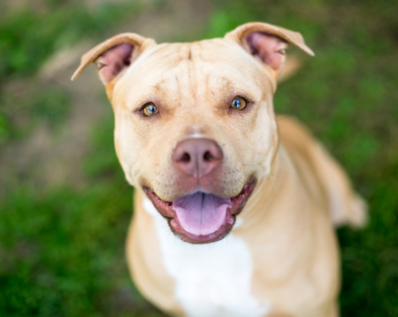 Portrait of a happy Pit Bull Terrier mixed breed dog looking upの写真素材