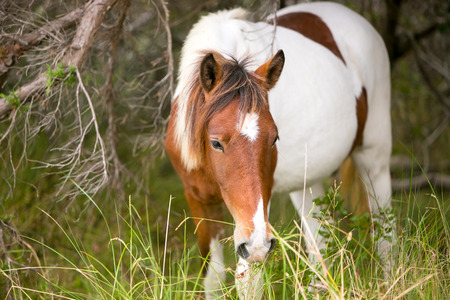 Wild Pony (Equus caballus) at Assateague Island National Seashore, Marylandの写真素材