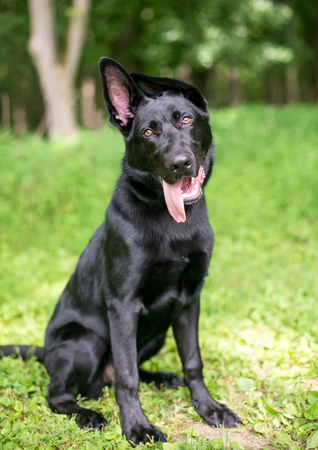 Portrait of a black German Shepherd puppy with floppy earsの写真素材