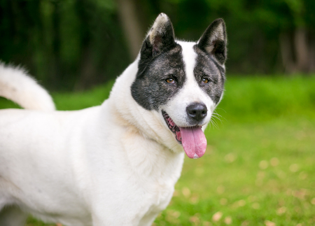 Portrait of an Akita outdoorsの写真素材