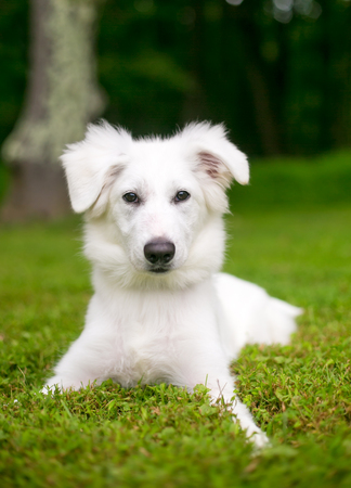 Portrait of a fluffy white mixed breed dog outdoors