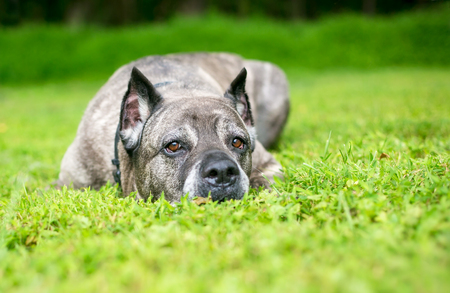 A Cane Corso dog lying in the grassの写真素材