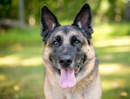 A German Shepherd dog outdoorsの写真素材