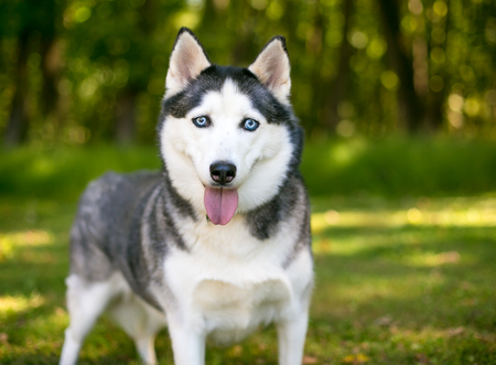 An Alaskan Husky dog outdoorsの写真素材