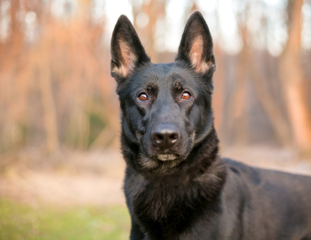 A black German Shepherd dog outdoors