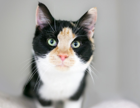 Portrait of a Calico kittenの写真素材