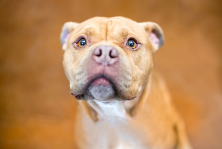 A Pit Bull Terrier mixed breed dog with a worried expressionの写真素材