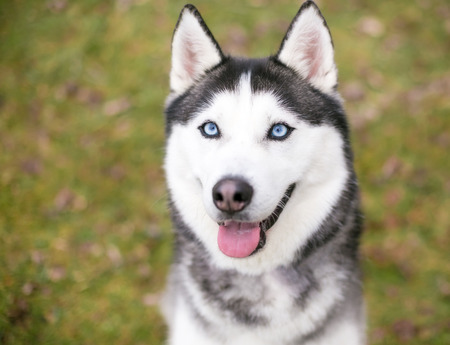 A Siberian Husky dog outdoorsの写真素材