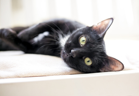 A black cat with yellow eyes relaxing on a soft blanketの写真素材
