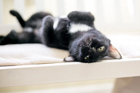 A black cat with yellow eyes lying upside down