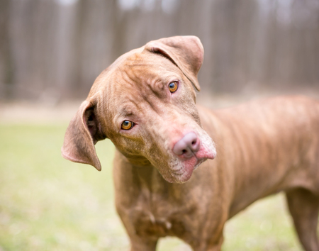 A Hound/Terrier mixed breed dog listening with a head tilt