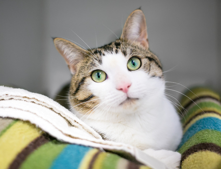 A tabby and white domestic shorthair cat relaxing on a soft blanketの写真素材