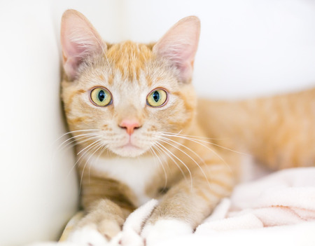 A young orange tabby domestic shorthair kitten relaxing on a blanketの写真素材