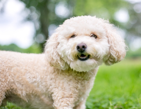 A cute Miniature Poodle dog outdoorsの写真素材