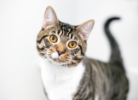 A brown and white tabby domestic shorthair cat with golden yellow eyesの写真素材
